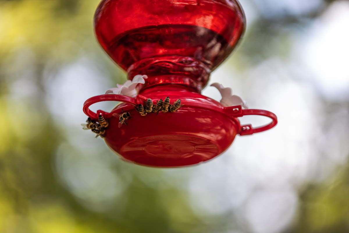 how to keep bees away from hummingbird feeders