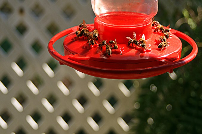 7 Important Things to Know About Your Hummingbird Feeder