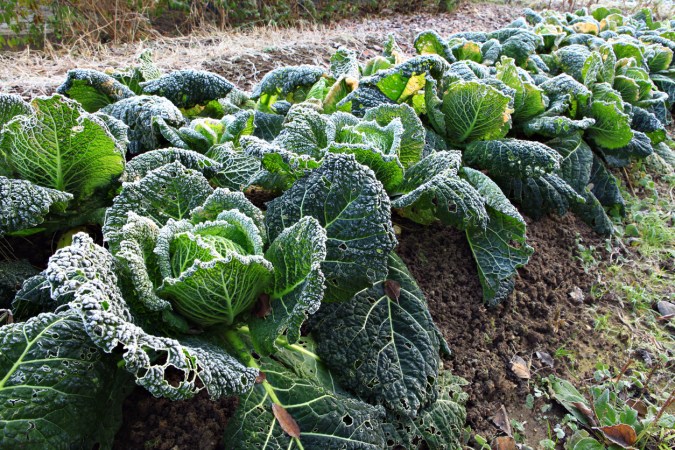 First and Last Frost Dates: What All Home Gardeners Should Know