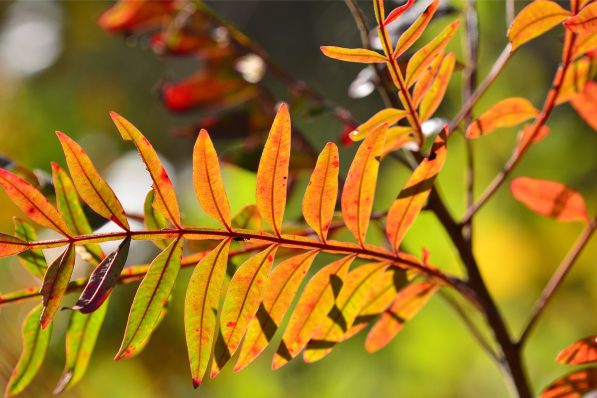 native plants