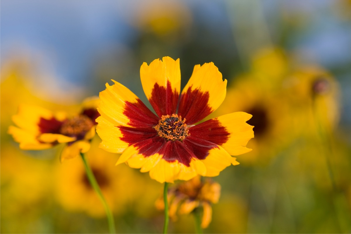 Tickseed flowers with red centers and yellow pedals.
