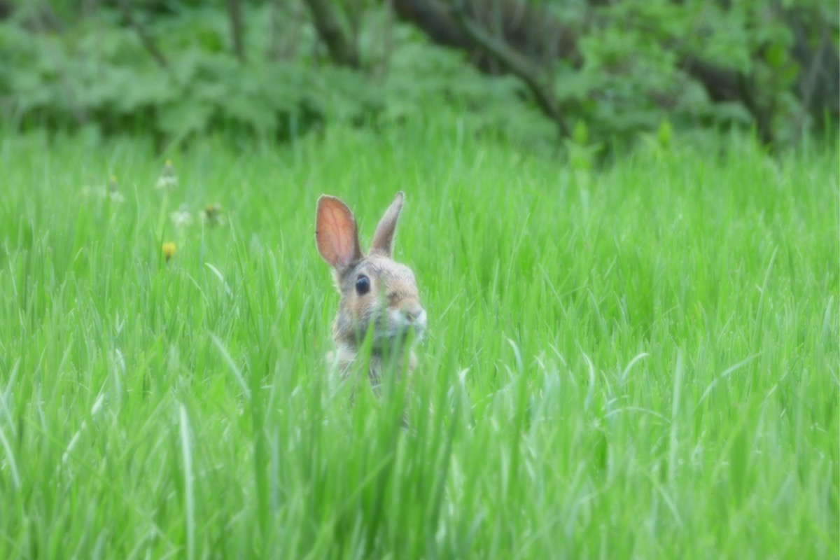 rabbit resistant plants