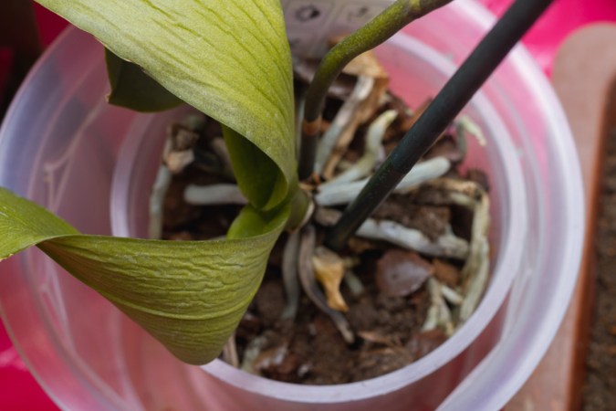 What Does Root Rot Look Like in Houseplants?