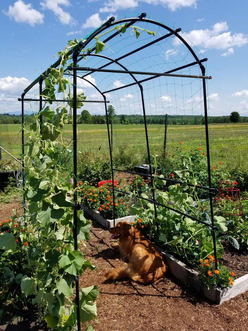 https://www.amazon.com/Magic-Climbing-Tomatoes-Cucumbers-Structure/dp/B07VC6TQGF/?tag=bv-ss-corral-garden-veggies-20