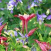 Aquilegia plants with purple and red flowers