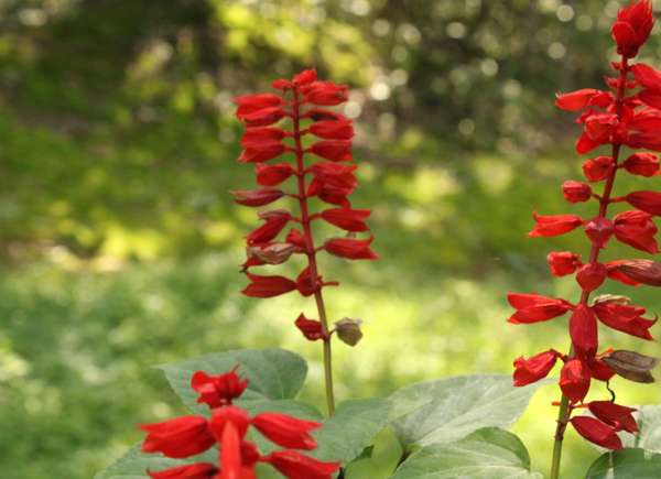 Red cardinal flowers outdoors.