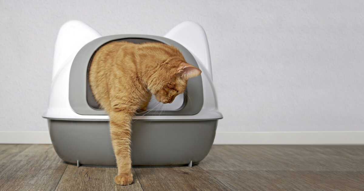 Where to Put a Litter Box 6 Essential Considerations Bob Vila