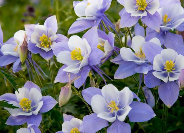 Purple and white columbine flowers with yellow centers.