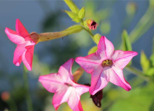 Pink, star-shaped flowering tobacco blooms.
