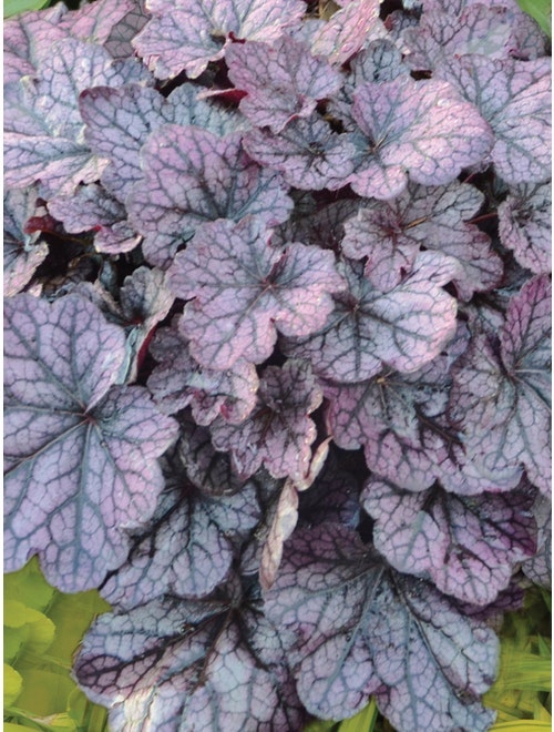 Heuchera plant with purplish-pink leaves.
