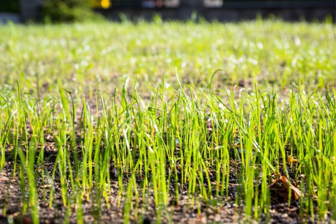A new lawn is growing in.