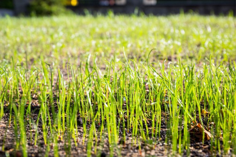 A new lawn is growing in.