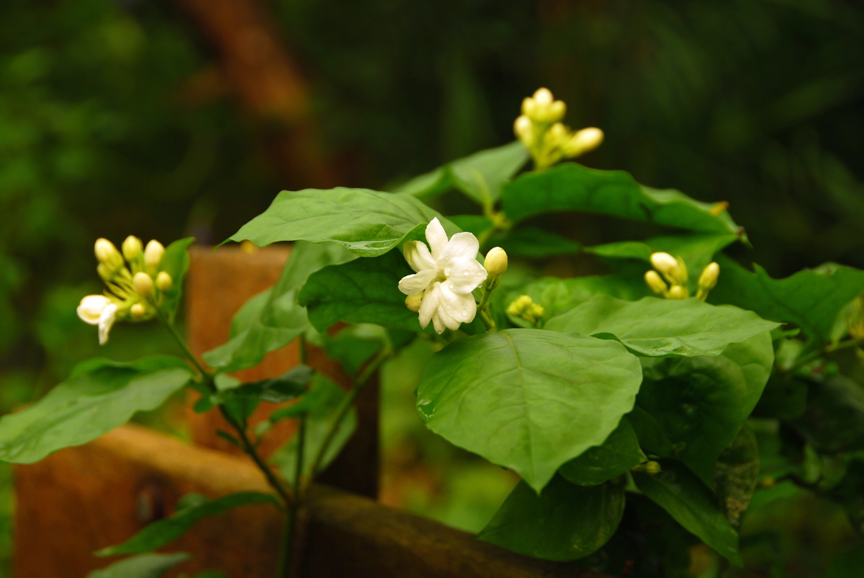 Jasmine plant care