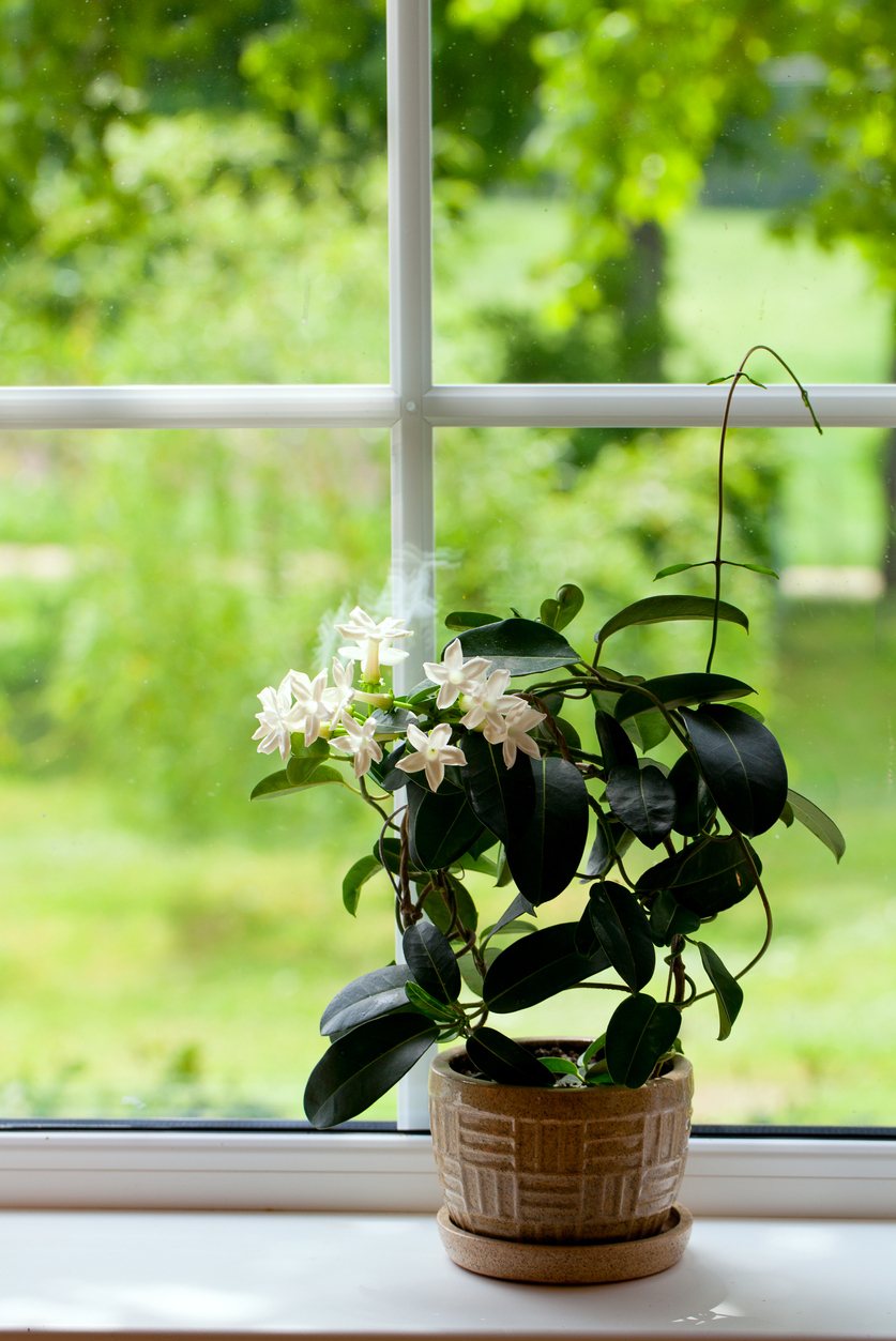 Jasmine plant care