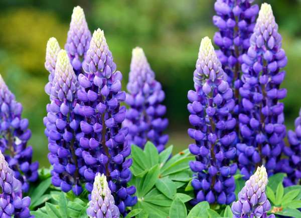 Tall, conical lupine plants with purple blooms.