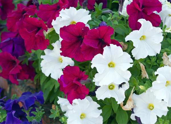 Pansies in magenta, purple, and white blooms.