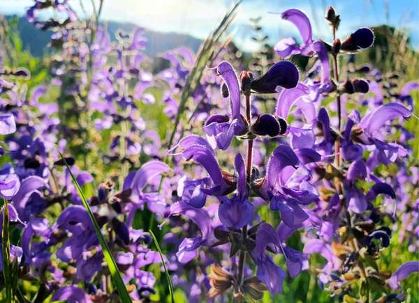 Purple salvia flowers in a field.