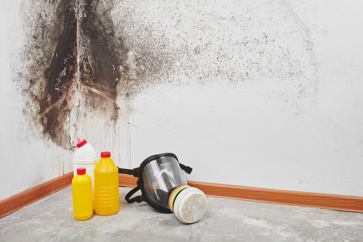 The Best Mold Removal Companies Options