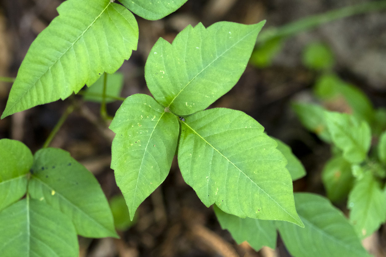 The Best Poison Ivy Removal Services Options