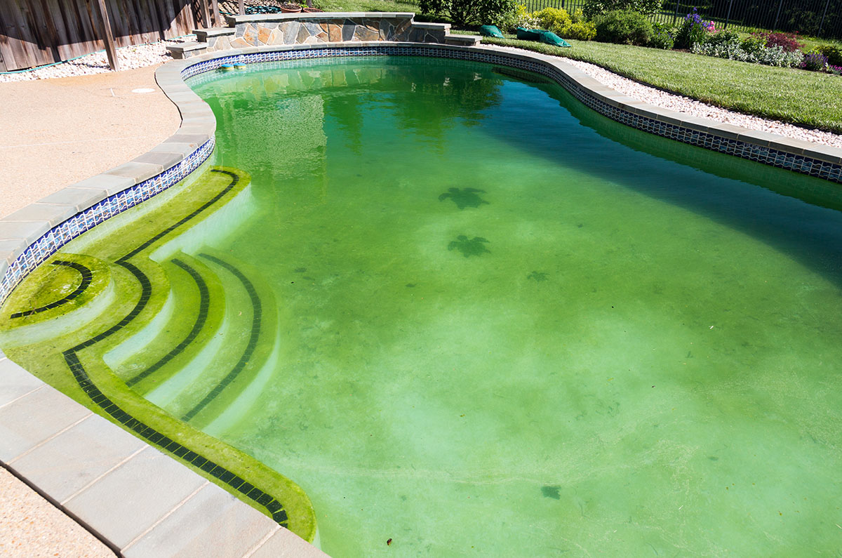The Best Pool Algaecides Options