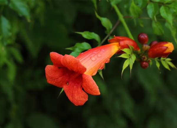 A red trumpet vine flower in bloom.