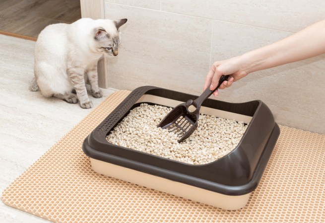 Where to Put a Litter Box: 6 Essential Considerations for All Cat Owners