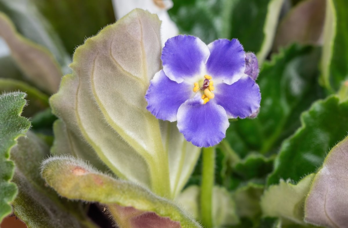 Close up of a potted blue and white African violet flower. 
