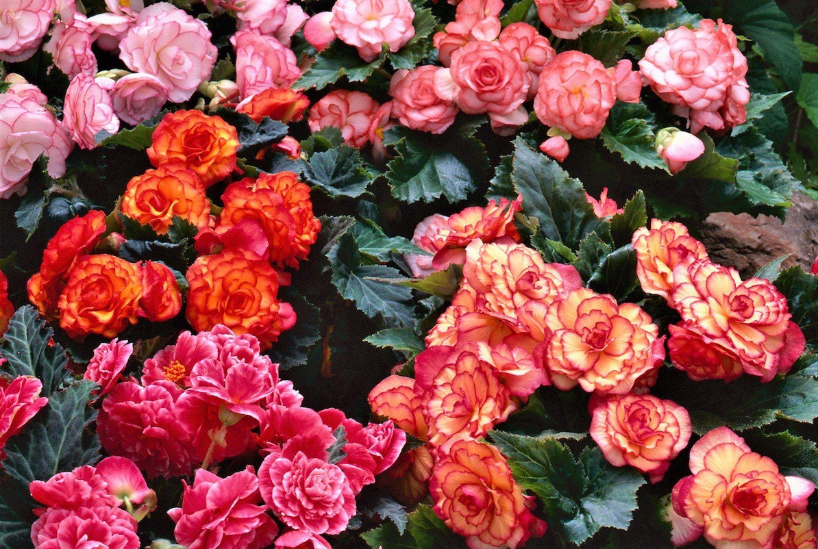 Cascade Mix Mix begonias in a variety of leaves.