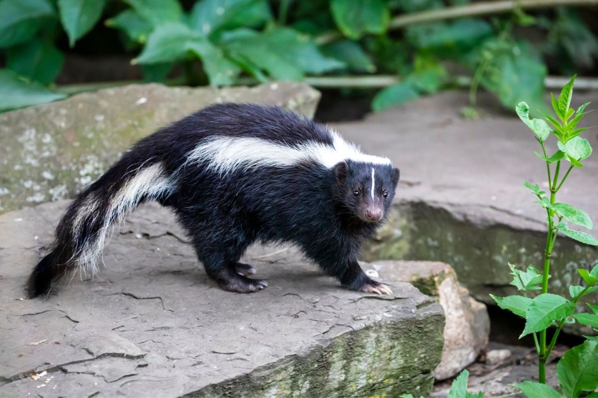 A skunk standing on a large, flat rock with plants in the background.