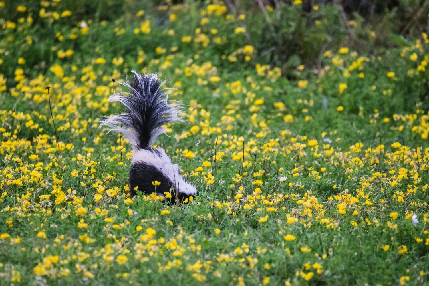 A skunk with its tail up in a large field of yellow wildflowers.