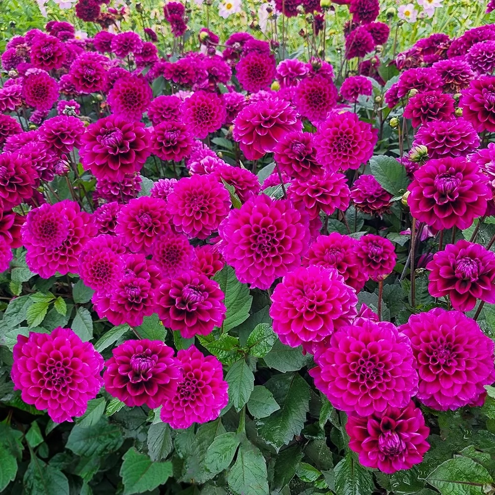A large patch of magenta colored dahlia flowers.