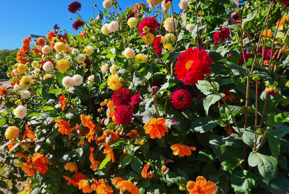 Beautiful dahlias and other colorful flowers in a flower garden.