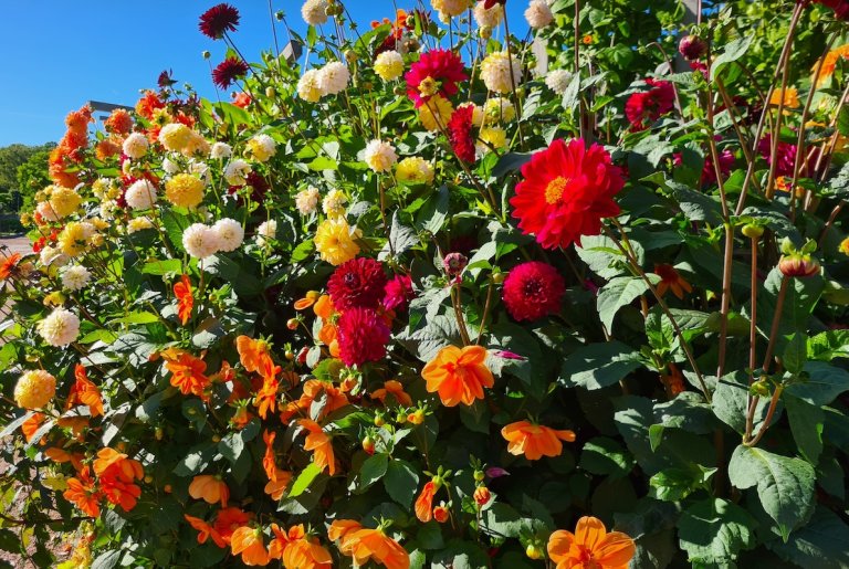 Beautiful dahlias and other colorful flowers in a flower garden.