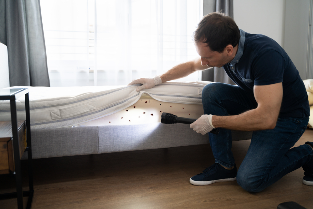 Solved! Does Renters Insurance Cover Bed Bugs? Bob Vila