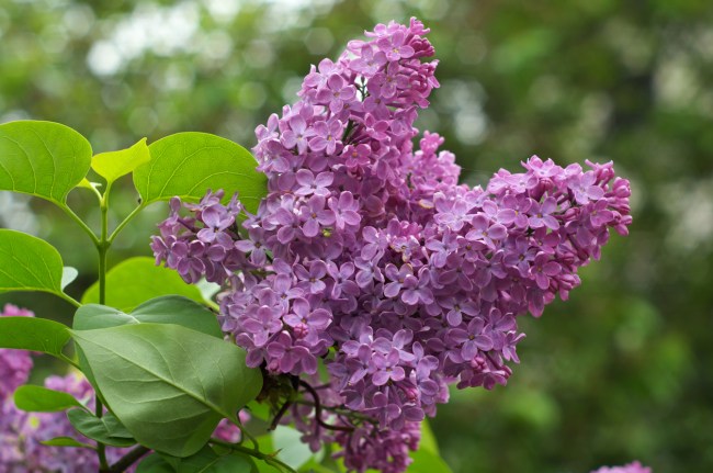 Lilac plant outdoors with light purple flowers.