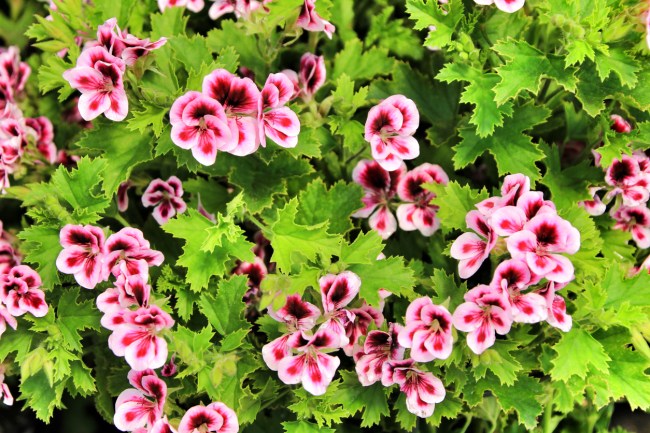 Annual geranium plant with flowers that have maroon centers and light pink outer petals.