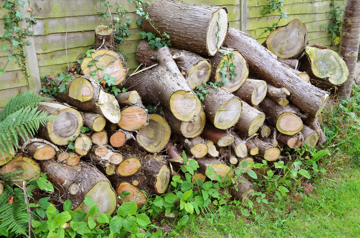 12 Ways to Rewild Your Urban Plot
