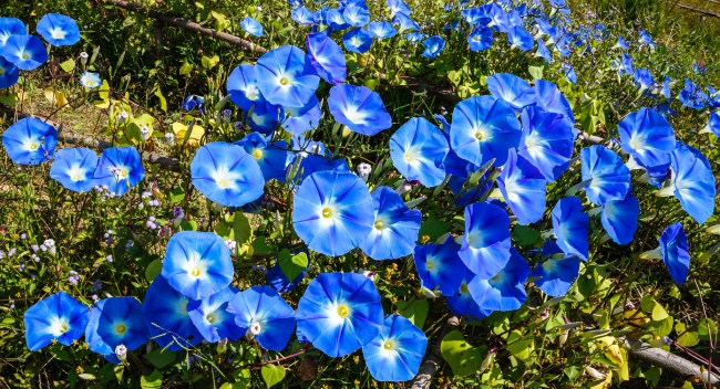 Bright blue morning glory flowers on a vine.