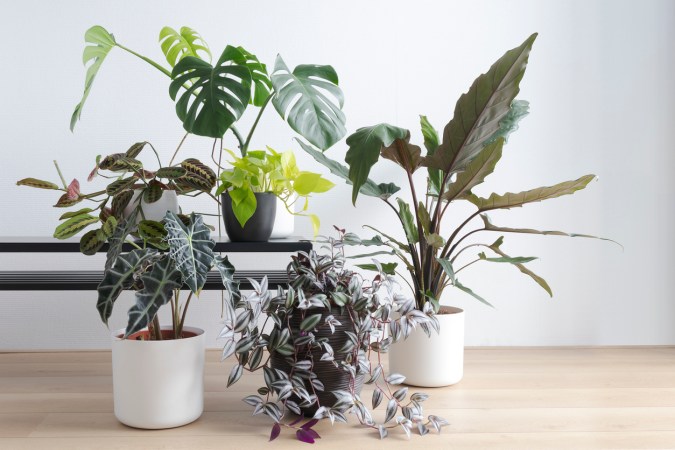 The 26 Best Plants for Bathroom Decor