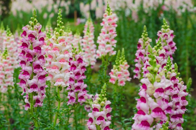 Snapdragons with white, purple, and pink petals in a field.
