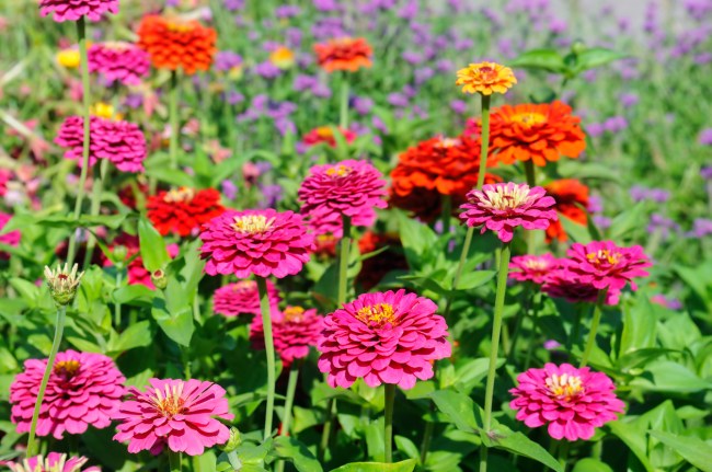 An field of zinnias in hot pink, yellow, and orange hues.