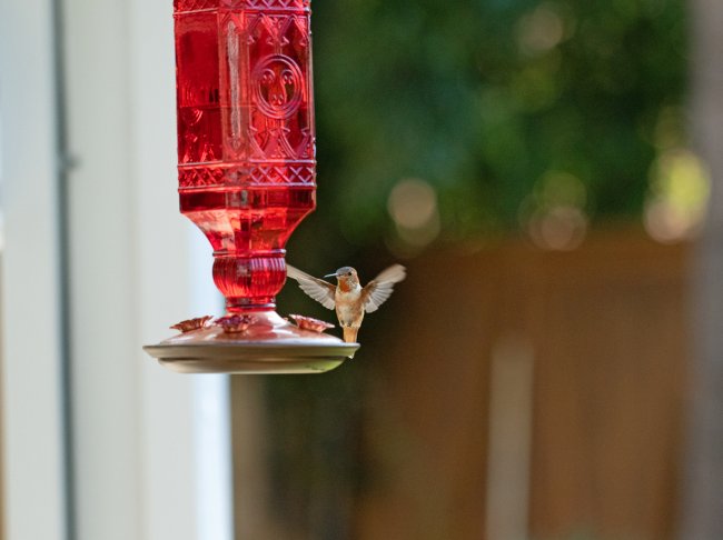 Hummingbird feeding at red nectar feeder in backyard.