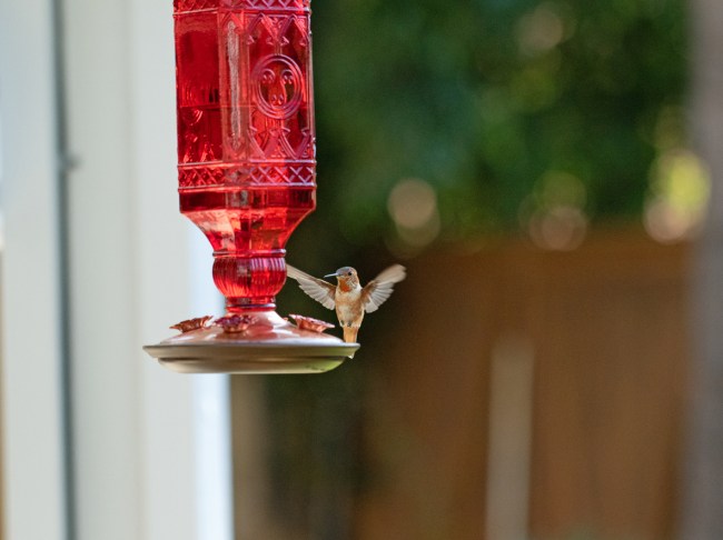 Hummingbird feeding at red nectar feeder in backyard. 