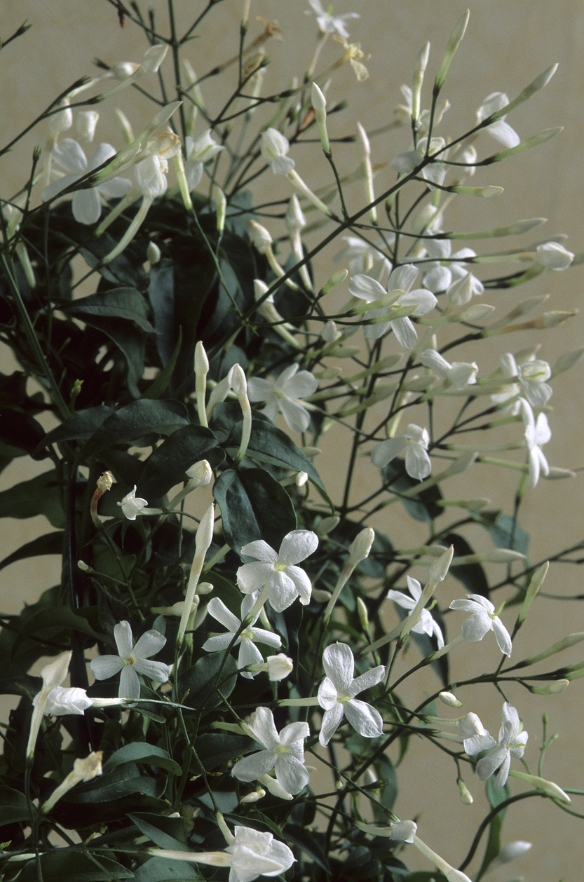 jasmine plant care indoors