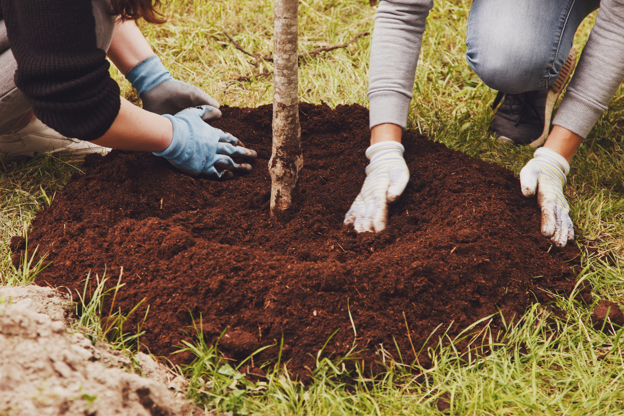 Young couple in work uniform with shovel planting a tree sapling in ground.
