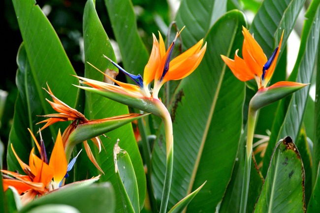 Long, orange bird of paradise flowers.