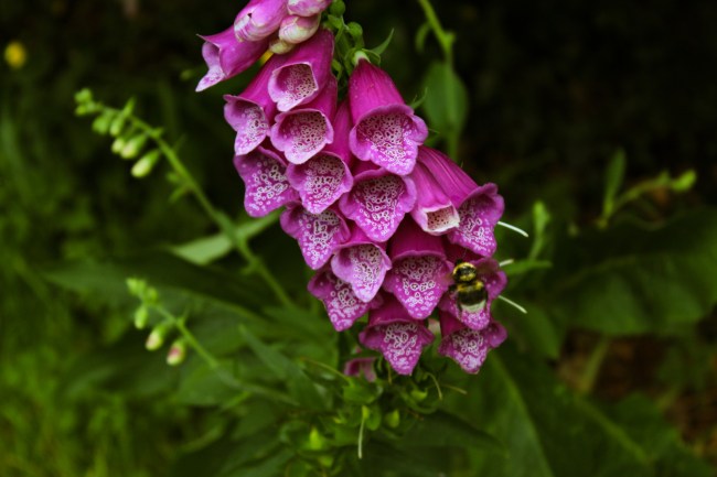 A foxglove plant with a cluster of tubular pink flowers.