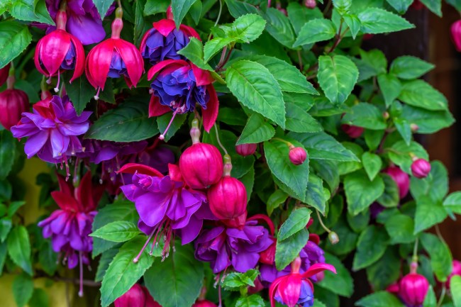 Stunning fuschia flowers in shades of magenta, dep purple, and dark blue.