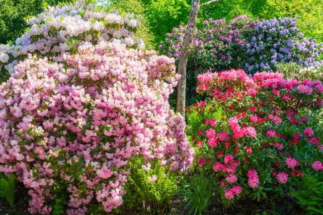 Rhododendron shrubs with pink blooms.