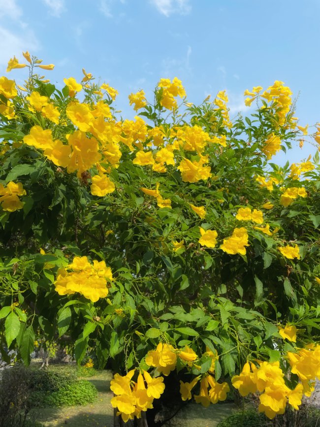 Tecoma stans bush blooming its yellow flowers on sunny day.